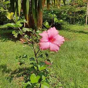 Rosslyn Lone Tree Cottage Nairobi