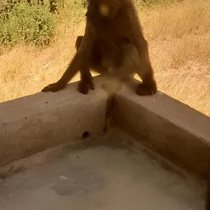 Oltukai * Nairobi